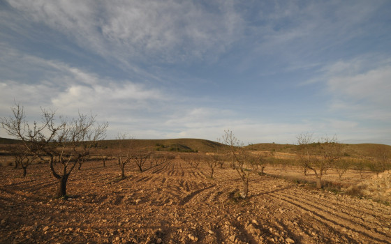  Pozemek v Abanilla- SIP81306 - Foto - 1