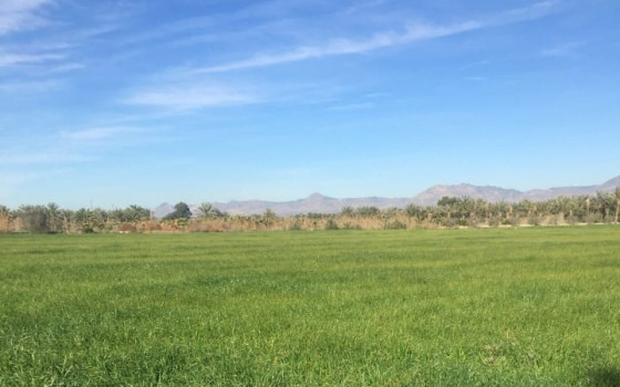 Parcela de  en Crevillente- NSP77265 - Foto - 1