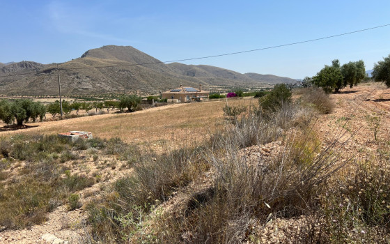  Plot in Hondón de los Frailes- CNM93085 - Photo - 1