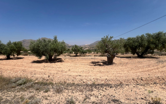  Plot in Hondón de los Frailes- CNM93086 - Photo - 1