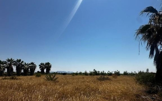 Plot in Elche- SID138439 - Photo - 1