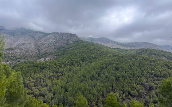  Plot in Callosa De Segura- PVS59836 - 2