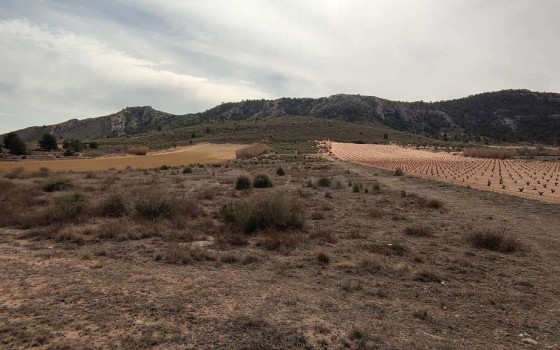 Terrain de  à Villena- EDP58218 - 2