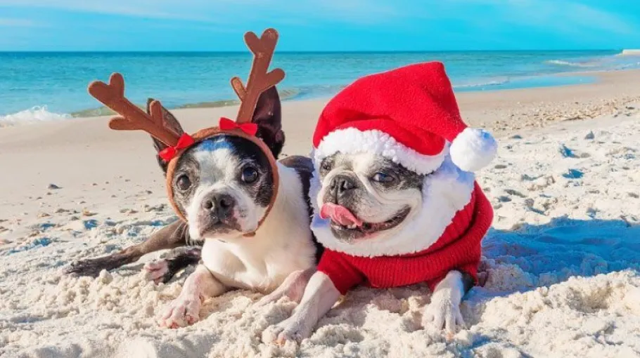 Різдвяні зустрічі на пляжі Ла Зенії, Іспанія