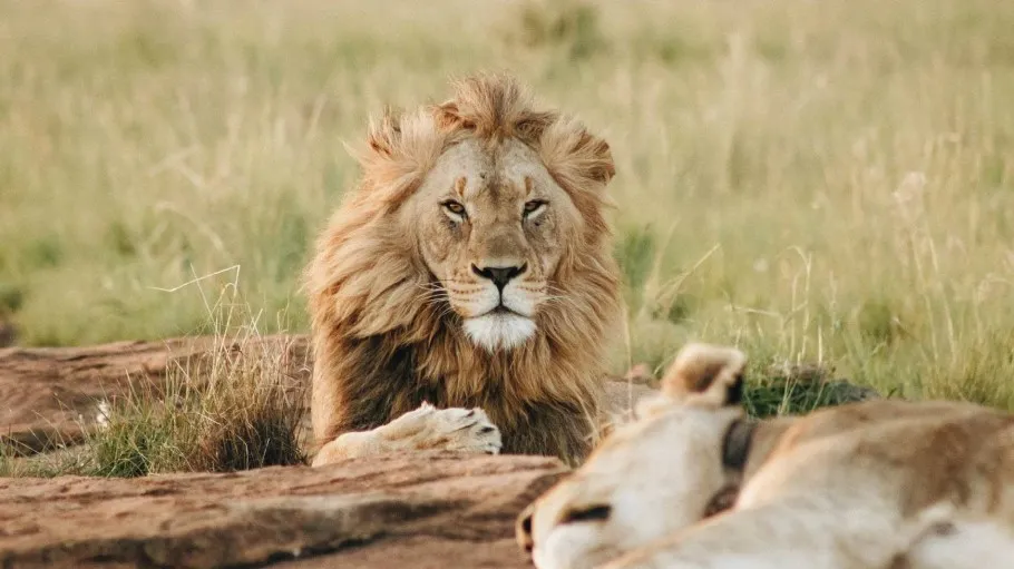 Safari Aitana, Alicante, Espagne