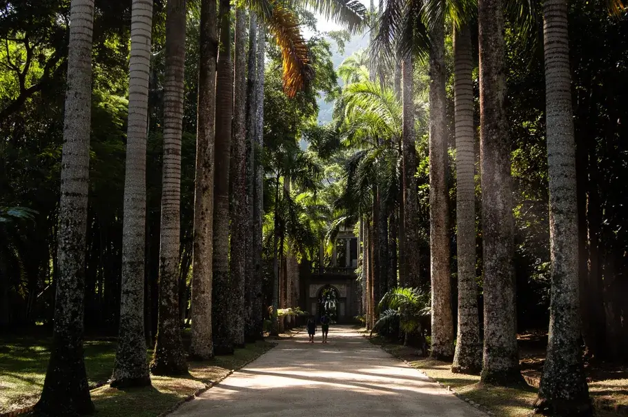 The Elche palm forest