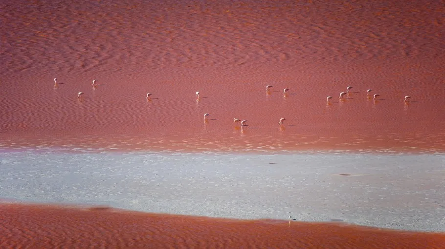 The Pink Lake Of Torrevieja, Spain